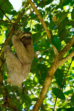 Young three toed sloth hanging on the tree branch, Manuel Antonio National Park, Costa Rica clipart