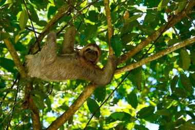 Üç parmaklı tembel hayvan ağaca tırmanıyor, Manuel Antonio Ulusal Parkı, Kosta Rika