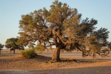 Çölde büyük bir akasya ağacı, Namibya
