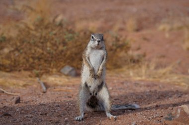 Ground squirrel standing on the back legs in the desert, Twyfelfontein, Namibia clipart