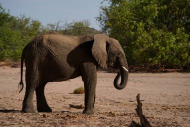African elephant standing on the sand, side view. Damaraland, Namibia clipart