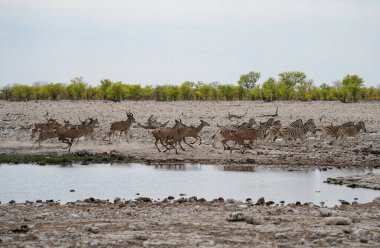 Zebralar ve Impala 'lar su birikintisinden kaçıyor, Etosha Ulusal Parkı, Namibya