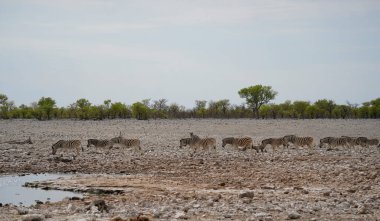 Zebra sürüsü su birikintisine gidiyor, Etosha Ulusal Parkı, Namibya