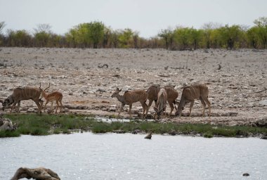 Impalas, Namibya 'daki Etosha Ulusal Parkı' ndaki su birikintisinde içiyor.