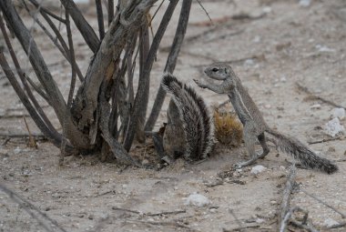 Two ground squirrels in Etosha National Park, Namibia clipart