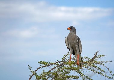 Gabar Goshawk ağacın dalında, Etosha Ulusal Parkı, Namibya