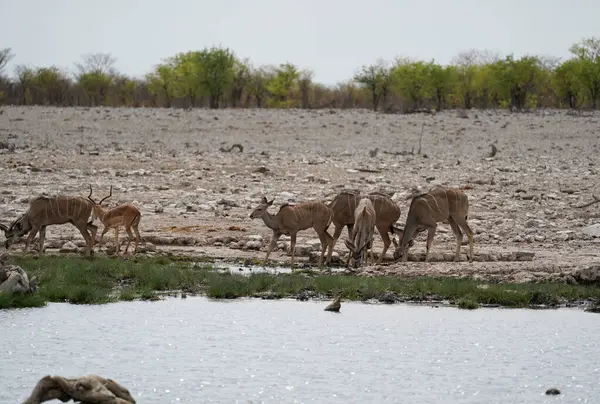 Impalas, Namibya 'daki Etosha Ulusal Parkı' ndaki su birikintisinde içiyor.