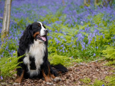 Bernese Dağ Köpeği BlueBell ormanında, köpek oturuyor, çançiçekleri arka planda.