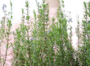 Bulanık geçmişi olan taze biberiye dalları. Seçici odak.