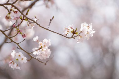 Arka planda bulanık kiraz ağaçları. Seçici odak.