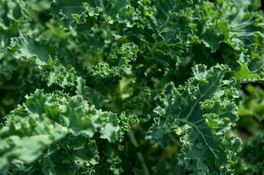 Bahçede taze yeşil kıvırcık lahana yaprakları.