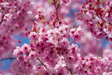 Blossomimg cherry treewith blue sky. sign of spring