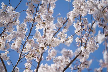 Blossomimg cherry treewith blue sky. sign of spring