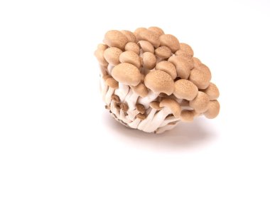 Beyaz arka plan üzerinde izole kahverengi shimeji mantar.