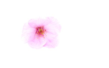 Cherry blossom isolated on white background. Sign of spring. Copy space