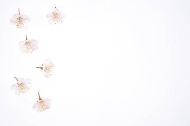 Cherry blossom isolated on white background. Sign of spring