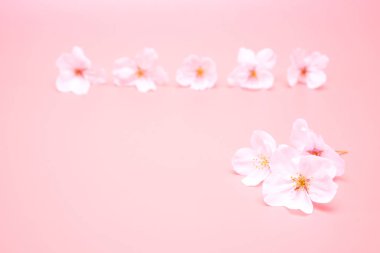 Pembe arka planda izole edilmiş kiraz çiçeği. İlkbahar işareti
