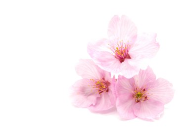 Cherry blossom isolated on white background. sign of spring. copy space.