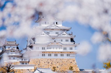 Himeji şatosuyla kiraz çiçeği açıyor. Hyogo Bölgesi 'nde popüler bir yer..