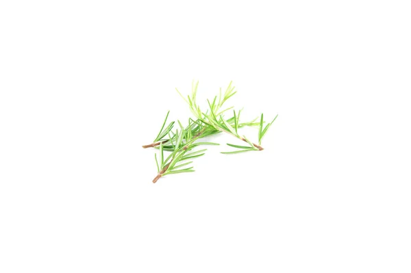 Rosemary Sprig Isolated White Background Aromatic Evergreen Shrub Selective Focus — Stock Photo, Image