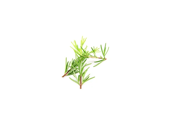 在白色背景上被隔离的迷迭香枝条 芳香的常绿灌木 选择性聚焦 — 图库照片