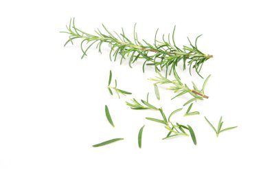 Beyaz arka planda izole edilmiş biberiye filizi. Aromatik her zaman yeşil çalı