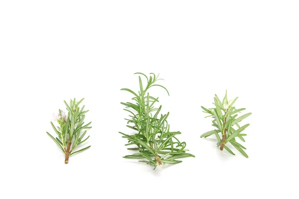 Świerk Rozmarynu Izolowany Białym Tle Aromatyczny Krzew Wiecznie Zielony — Zdjęcie stockowe