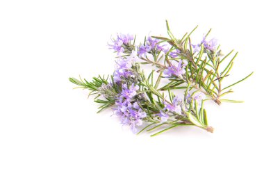 Beyaz arka planda izole edilmiş biberiye filizleri. Aromatik her zaman yeşil çalı