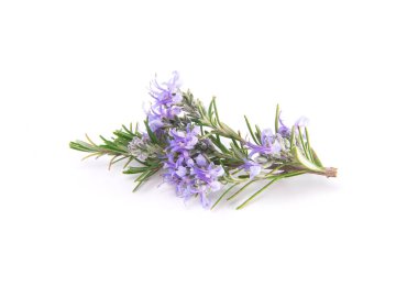 Beyaz arka planda izole edilmiş biberiye filizleri. Aromatik her zaman yeşil çalı