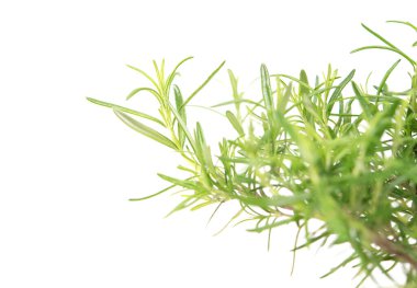 Rosemary evergreen shrub on white background with copy space. aromatic and distinctive.