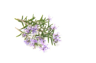 Beyaz arka planda izole edilmiş biberiye filizleri. Aromatik her zaman yeşil çalı