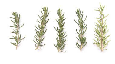 Biberiye şubesi beyaz arka planda izole edilmiş. Aromatik her zaman yeşil çalı