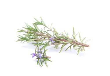 Biberiye şubesi beyaz arka planda izole edilmiş. Aromatik her zaman yeşil çalı