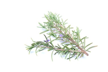 Biberiye şubesi beyaz arka planda izole edilmiş. Aromatik her zaman yeşil çalı