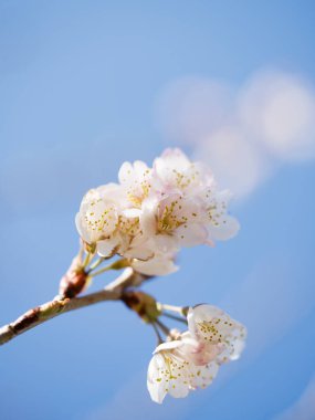 Açık mavi arka planda çiçek açan kiraz çiçekleri. Baharın işareti. seçici odak
