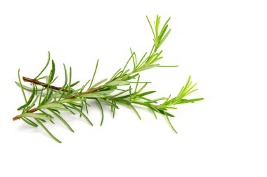 Fresh rosemary sprig flowering isolated on white background.