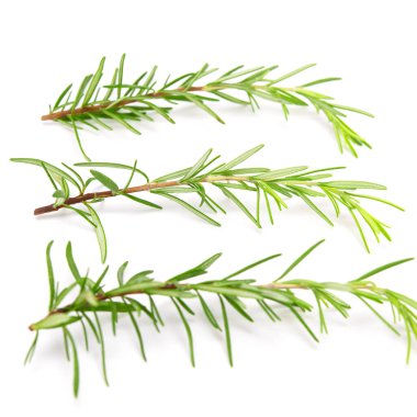 Taze biberiye filizi beyaz arka planda izole edilmiş. Seçici odak.