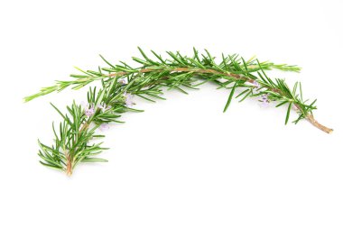 Fresh rosemary sprig flowering isolated on white background.