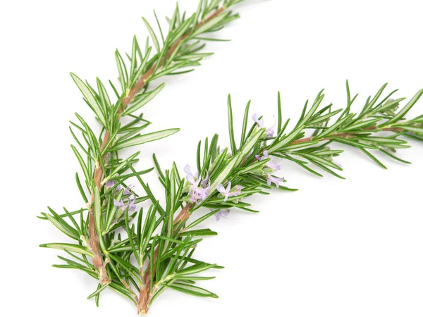 Fresh rosemary sprig flowering isolated on white background.