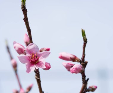 Meyve bahçesinde çiçek açan Japon Şeftali Ağacı. Bahar Zamanı.