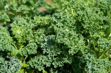 Bahçede sabah güneşiyle taze lahana yaprakları. Sağlıklı yiyecekler.