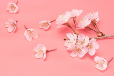 Çiçek açan kiraz çiçeklerinin dalları pembe arka planda izole edilmiş. Geleneksel Japon çiçeği.