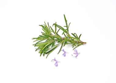 Beyaz arka planda izole edilmiş biberiye filizleri. Aromatik her zaman yeşil çalı