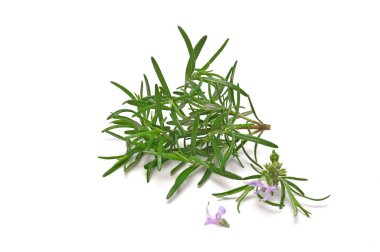 Beyaz arka planda izole edilmiş biberiye filizleri. Aromatik her zaman yeşil çalı