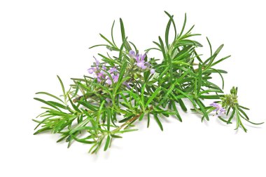 Beyaz arka planda izole edilmiş biberiye filizleri. Aromatik her zaman yeşil çalı