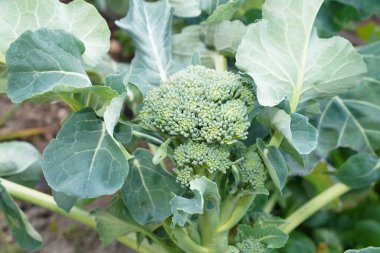 Ev yapımı organik tıkanıklık. Sağlıklı sebze.