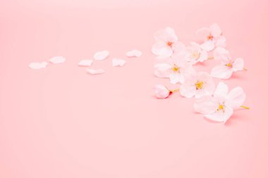 Pembe arka planda izole edilmiş kiraz çiçeği. Baharın işareti. Boşluğu kopyala