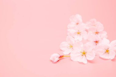 Pembe arka planda izole edilmiş kiraz çiçeği. Baharın işareti. Boşluğu kopyala