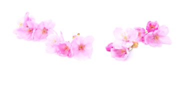 Cherry blossom isolated on white background. Sign of spring