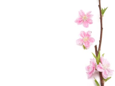 Cherry blossom isolated on white background. Sign of spring. Copy space.